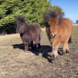 Little Pony Club