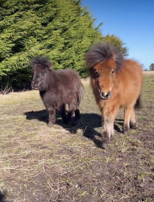 Little Pony Club