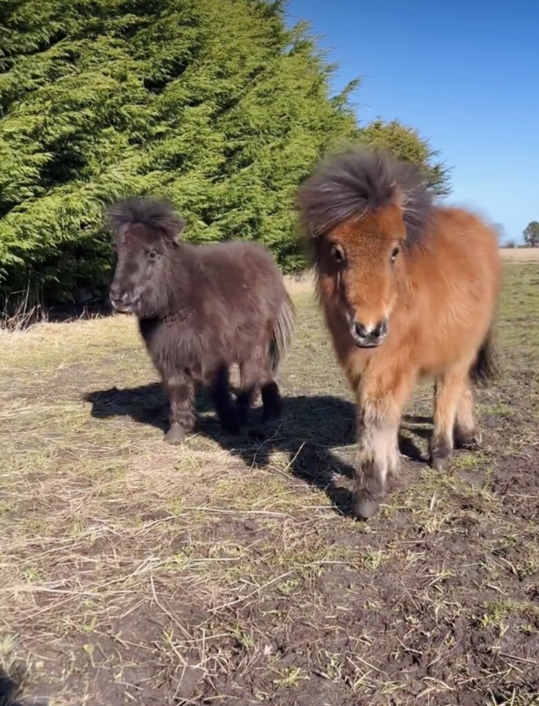 Little Pony Club