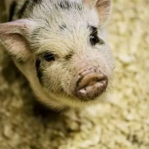 Piglet Play